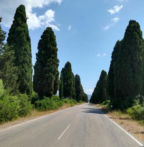 Il viale di cipressi della poesia di Carducci