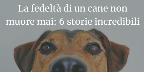 La fedeltà del cane dopo la morte del padrone