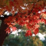 Siamo foglie dello stesso albero